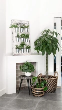 Snugg -Snugg Snugg Must living korit suojaruukkuina