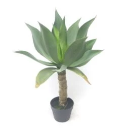 Tekokasvi Agave Korkealla Rungolla